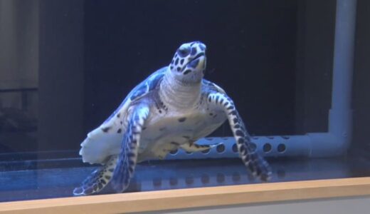 山陰の海岸に流れ着いた生き物やゴミなどを展示　しまね海洋館アクアスの特別展「どんぶらこ」