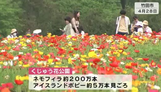 200万本のネモフィラや5万本のアイスランドポピー咲き誇る　くじゅう花公園　大分