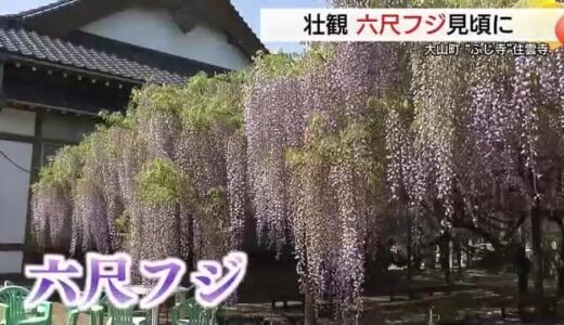 長さ約１．８メートル淡い青紫色のカーテン　愛称「フジ寺」で「フジ」の花が見ごろ（鳥取・大山町）