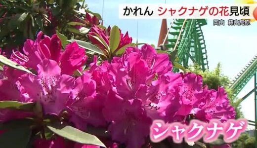 樹齢１００年を超えるものなど１００種類１万５千株　蒜山高原でシャクナゲの花が見ごろ（岡山・真庭市）