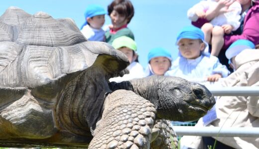 世界最大級のカメ・アルダブラゾウガメ　子ども園のシンボル「だいち君」が園庭の小屋に引っ越し　体重150キロ、芝生でのんびり　鳥取県米子市