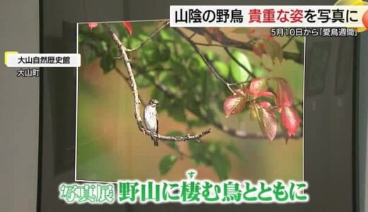 貴重な野鳥の生態とらえる「愛鳥週間」前に山陰の愛好家が撮影した写真展（鳥取・大山町）