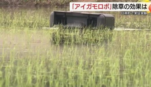 「アイガモ農法」ヒントに「ロボット」が雑草を抑える「除草」の省力化へ効果を検証（鳥取・日南町）