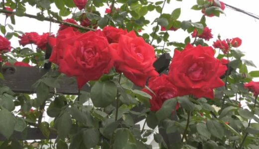 「秋のような（濃い）花色になっています」３０種類以上のバラ見ごろ