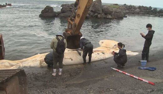 全長13.5メートルの巨大クジラ漂着「ナガスクジラ」か…腐敗進み黄色い脂肪がむき出し、異臭も　３年埋めたあと骨格標本として活用へ
