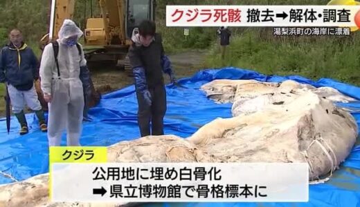 【続報】海岸に漂着した「クジラ」死骸の撤去　公用地に埋め立て３年後「骨格標本」に（鳥取・湯梨浜町）