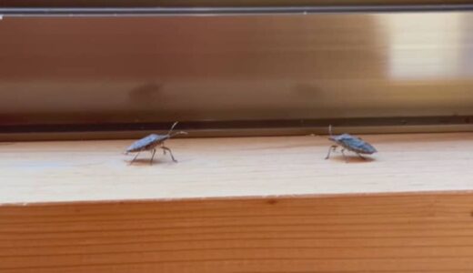 「くっさ、めっちゃくさい」カメムシ残念ながら今年も大量発生のおそれ　農家は特に注意、梨対策は「小袋かけ・摘果なるべく早く」