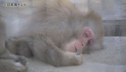高気圧に覆われて広く晴れて初夏の陽気に　動物たちは心地よい風を感じながら気持ちよさそうにお昼寝も
