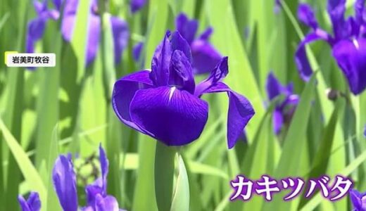 【歳時記】風に揺れる涼しげな「カキツバタ」岩美町の群生地で見頃に（鳥取）