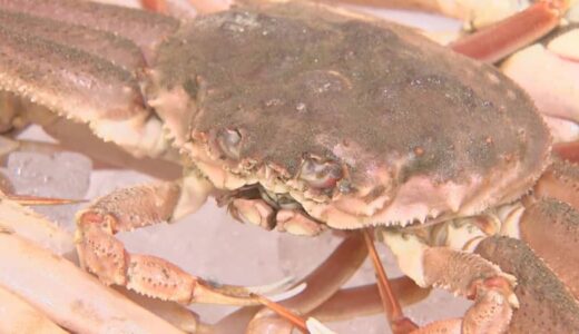 北海道で大量発生「オオズワイガニ」のメス、鳥取に流通…1杯270円で人気　北海道ではメスガニ食べる文化なく「処理しきれないくらい捕れている」