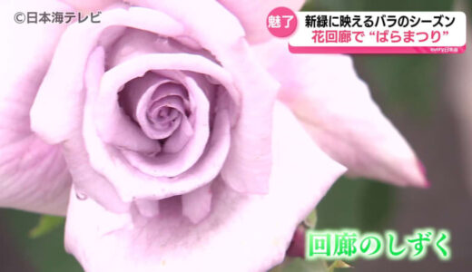 バラのシーズン到来　とっとり花回廊の「ばらまつり」では1000株のバラが甘い香りで出迎える　鳥取県南部町