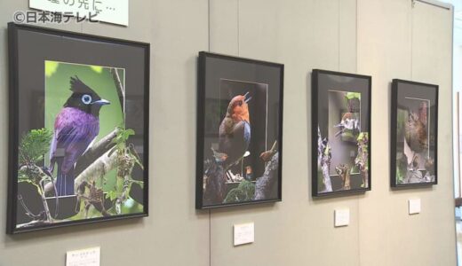 愛鳥週間に合わせ 野鳥の写真展　希少な鳥”イヌワシ”の写真など26種44点を展示　鳥取県大山町