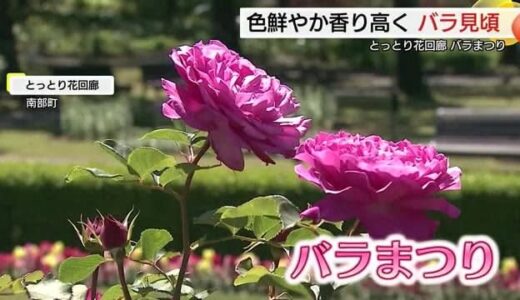 色鮮やかな「バラ」競演　とっとり花回廊「バラまつり」開幕２５０品種咲きそろう（鳥取・南部町）