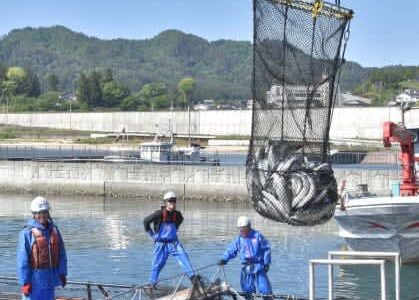 「岩手大槌サーモン」今シーズン初水揚げ　業者ら全国に出荷