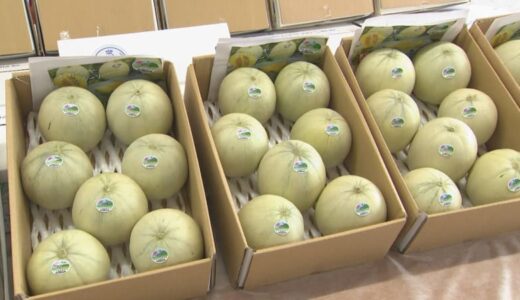 平均糖度は「16.9」　特産「プリンスメロン」今年も良い出来栄え　ふるさと納税の返礼品としても人気