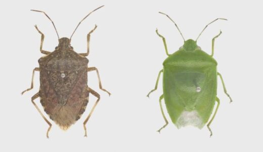 大量発生「カメムシ」よく見かけるのは緑色？茶色？　実は…地域によって違いあり