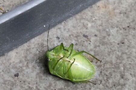 あるものが効く？瀕死の状態になった「カメムシ」悪臭の一撃を食らうことなく捨てれたよ！その方法とは？