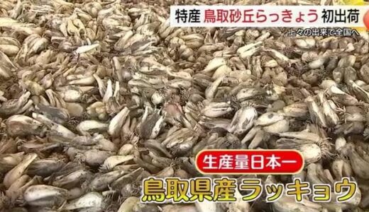 「鳥取砂丘らっきょう」初出荷式　猛暑・台風乗り越え「良い出来に」（鳥取市）