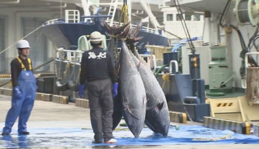 鳥取県境港　天然本マグロ　今シーズン初水揚げ