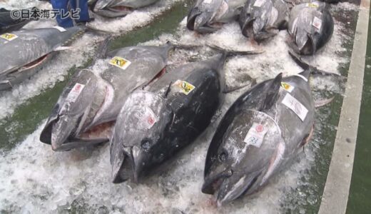 マグロのシーズンが到来　中には218キロの大物も！　天然クロマグロ18トンを水揚げ　鳥取県境港市