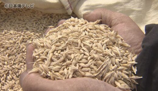 初夏の風にゆられる、たわわに実ったビール用大麦の収穫始まる　天候に恵まれ質のいい仕上がりに　鳥取県倉吉市