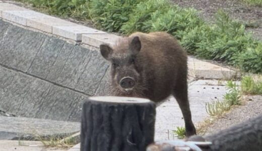 住宅街で「イノシシ」逃走中　なぜ港町で…？島根半島から泳いで渡ってきた可能性　スポーツ広場も疾走し、サッカー少年たち驚く