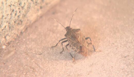 「カメムシ」大量発生　鳥取県が対策…予備費1500万円で緊急防除へ　特産「二十世紀梨」への被害懸念