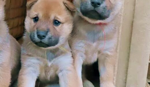 かつてはアナグマ猟で活躍 「山陰柴犬」の鑑賞会　因幡犬と石州犬を掛け合わせ生まれた小型犬　6月2日、鳥取県湯梨浜町
