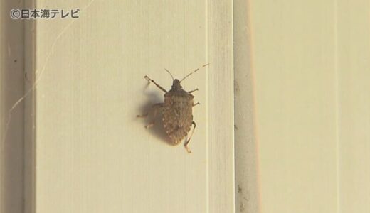 【緊急対策】大量発生の「カメムシ」　鳥取県が農作物への被害対策としてさらに1500万円を投入