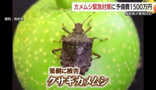 例年の３倍！大量発生「カメムシ」対策に鳥取県が異例の対応　予備費１５００万円を発動