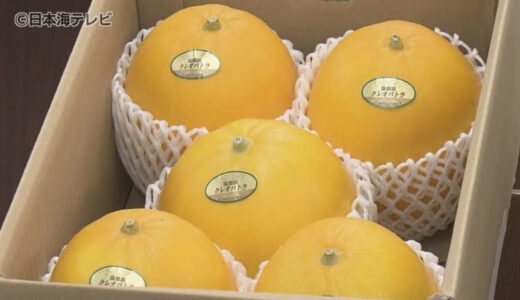出荷の基準を上回る十分な糖度に　特産品「クレオパトラメロン」　3月以降の激しい寒暖差も生産者の徹底した管理で例年以上の玉太り　鳥取県湯梨浜町