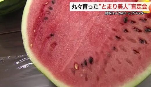 「シャリ感があっておいしい！」鳥取産スイカのトップバッター「とまり美人」評価上々で出荷へ