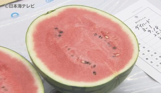 平均糖度は過去最高！　夏の風物詩「鳥取すいか」の査定会　「甘くてシャリ感のあるしっかりしたものがっできた」　鳥取県