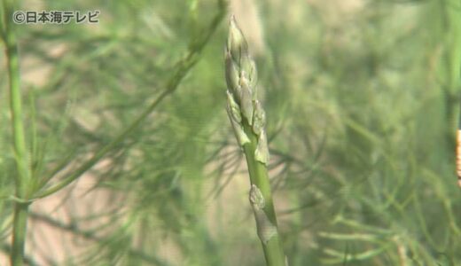 きっかけは鳥取砂丘の砂の性質が月面に似ていること！？　砂丘地でアスパラガスの栽培に挑戦　農業の新たな可能性と課題解決を目指して　鳥取県鳥取市