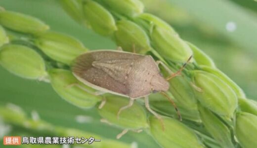 大量発生「イネカメムシ」対策　町が農家に防除支援