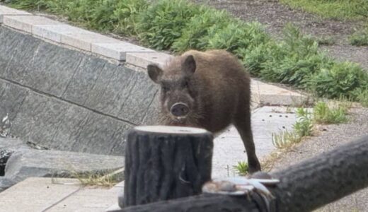 港町で逃走中の「イノシシ」　南下して米子市で目撃される