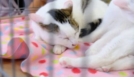 ［動物愛護グループ猫じゃらし］毎月第1・第3日曜日に行われる保護猫譲渡会に行ってきました｜倉吉市