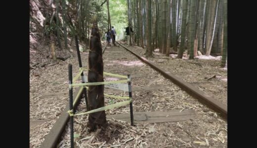 「日本一美しい廃線跡」まさかレールの間から…新世代「ど根性タケノコ」ニョキニョキ生えてきた