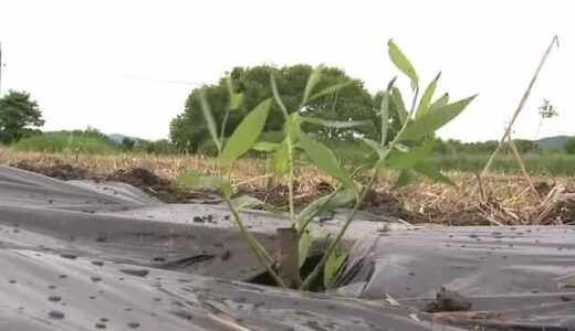 ”耕作放棄地”解消へ境港市で“早生樹”を試験栽培 バイオマス発電燃料として活用し新産業創出を（鳥取）