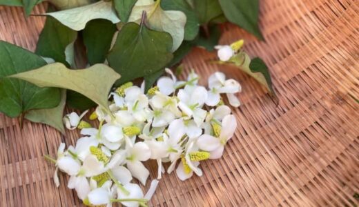 大山に惹かれて移住。天然素材で手作りできる虫除け・かゆみ止め「ドクダミチンキ」は万能薬【鳥取田舎くらし】
