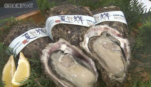 「3か月限定のイワガキですので、ぜひ皆さんにご賞味いただきたい」　鳥取県産の天然イワガキ「夏輝」　初セリ開始　鳥取県