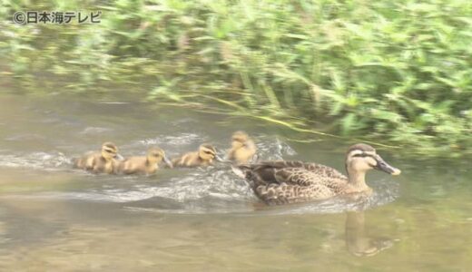 初夏の風物詩　住宅街を流れる川でカルガモの親子　鳥取県米子市