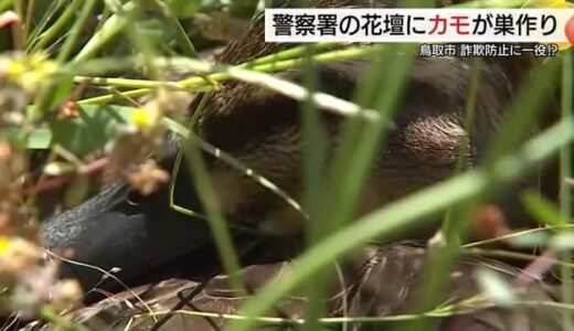鳥取警察署に「珍百景」なぜ！？こんな所にカモが巣作り 特殊詐欺被害防止に一役買うカモ（鳥取市）