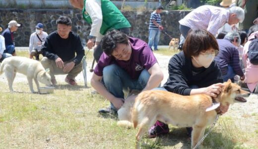 【動画】おとなしくて忠実、貴重、そしてかわいい「山陰柴犬」集合！　山陰地方独自の存在　鑑賞会訪れた平井知事も「しばらしい（素晴らしい）」　鳥取県湯梨浜