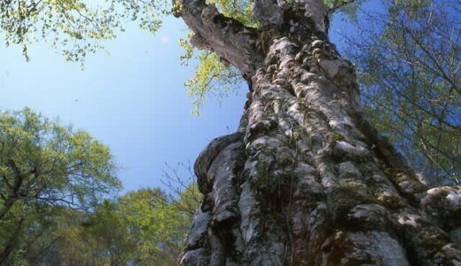登頂200座から厳選「新緑の山」ベスト3！　「樹木に夢中」フォトライターが通う山