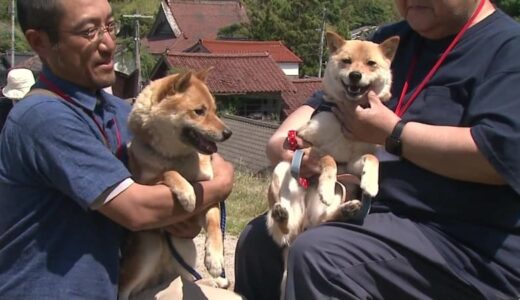 SNSで話題　かわいすぎる“奇跡の一枚”きょうだい犬が“奇跡の再会”　「山陰柴犬」約50匹が鳥取に集合
