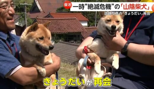 【復活】「奇跡の1枚」のきょうだいも再会　一時“絶滅危機”の「山陰柴犬」鑑賞会…約50匹集まる　鳥取・湯梨浜町