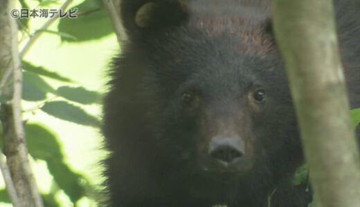 小学校の近くでクマの目撃情報　登校時間に合わせて通学路で警戒も　目撃件数が去年の1.5倍　注意呼びかけ　島根県