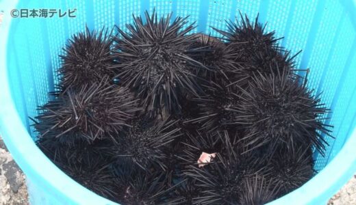 ムラサキウニの大量発生による「磯焼け」が海洋生物の多様性に影響…　地元漁師やボランティアダイバーによる駆除の成果は？　鳥取県