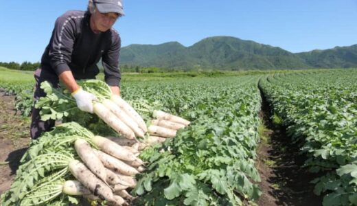 「ひるぜん大根」出荷始まる　等級ごとに箱詰め　みずみずしく甘い特産品／岡山・真庭市